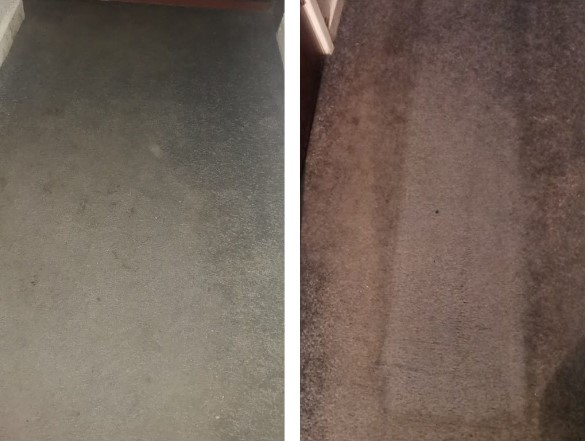 rug doctor pet portable before and after test results.